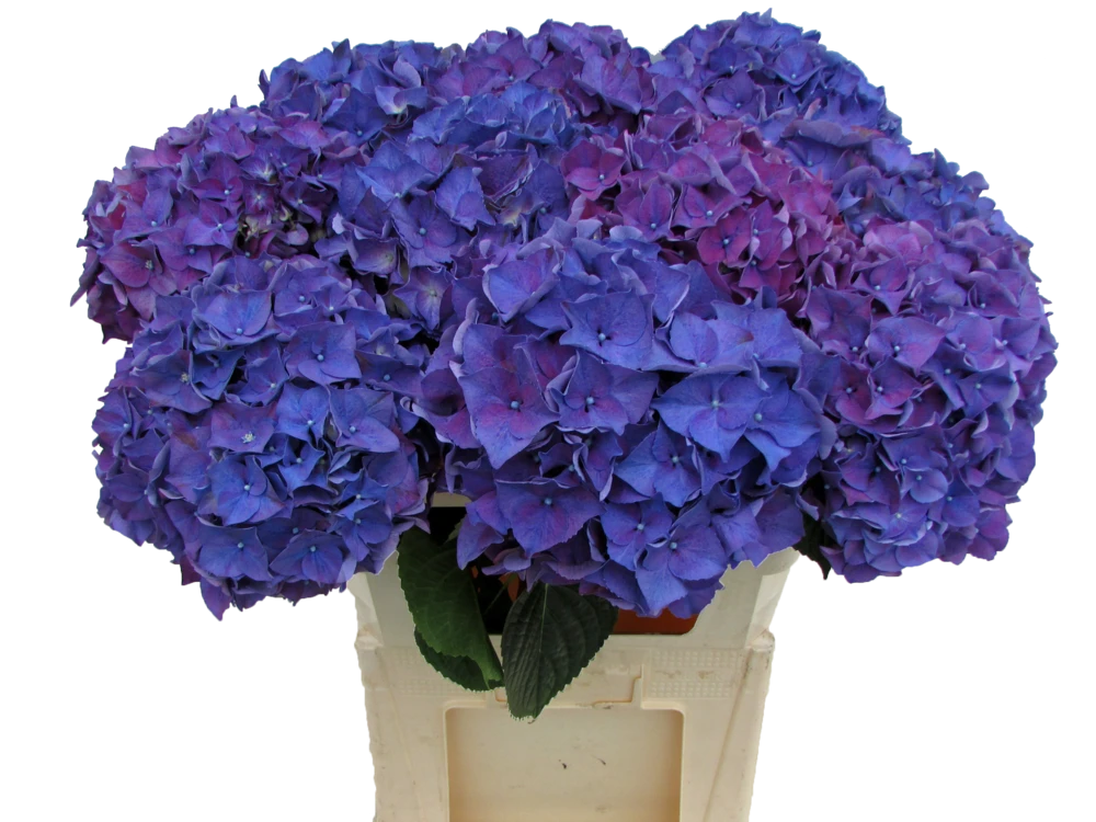 Rodeo Purple