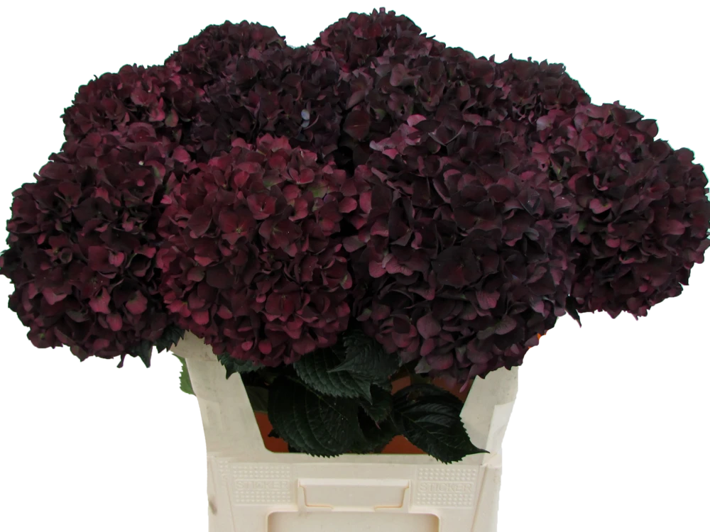 Ruby Aubergine ‘Chocolate’