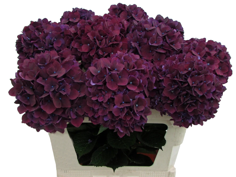Ruby Aubergine