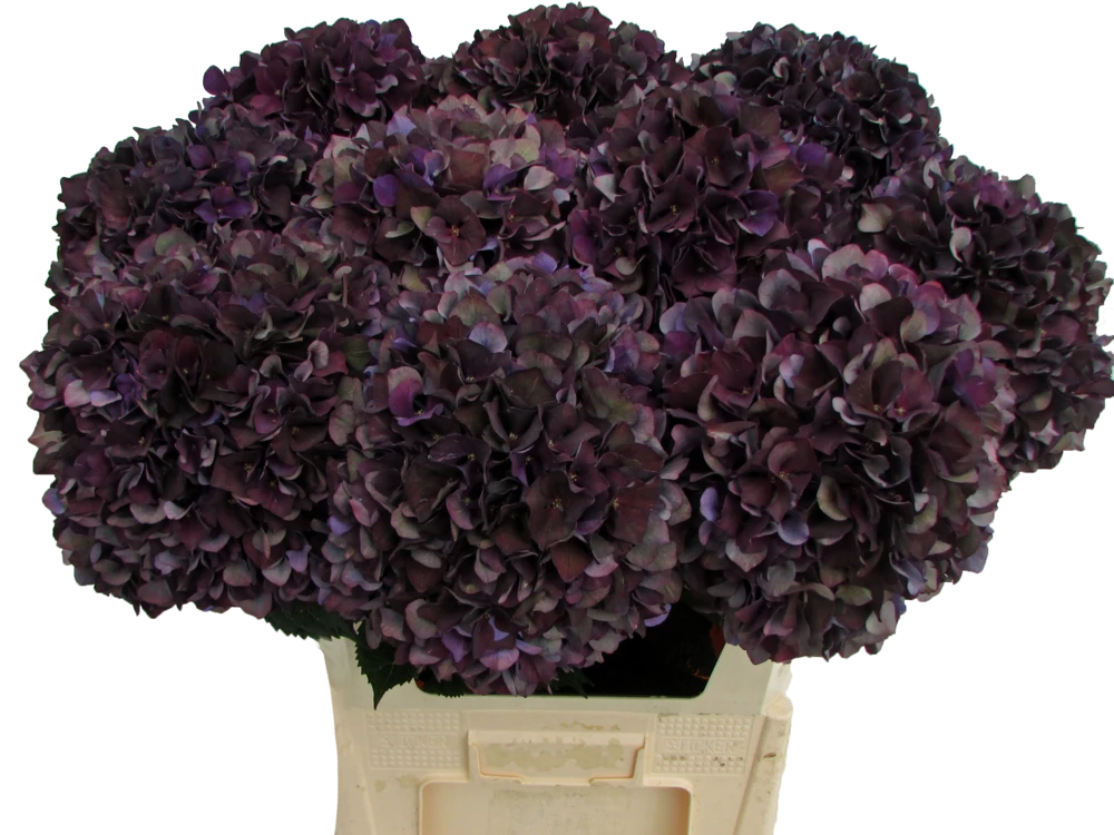 Ruby Aubergine ‘Picasso’.