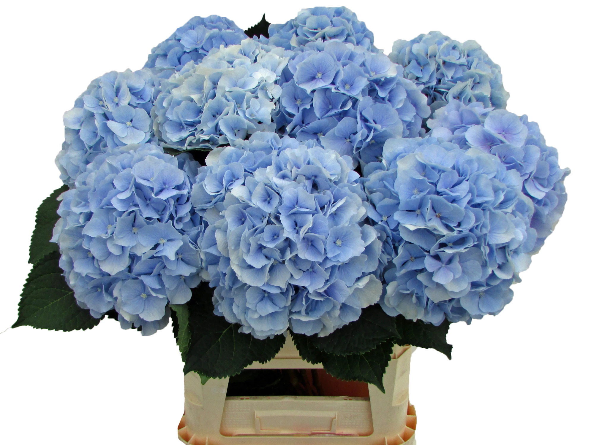 Verena blauw 90cm