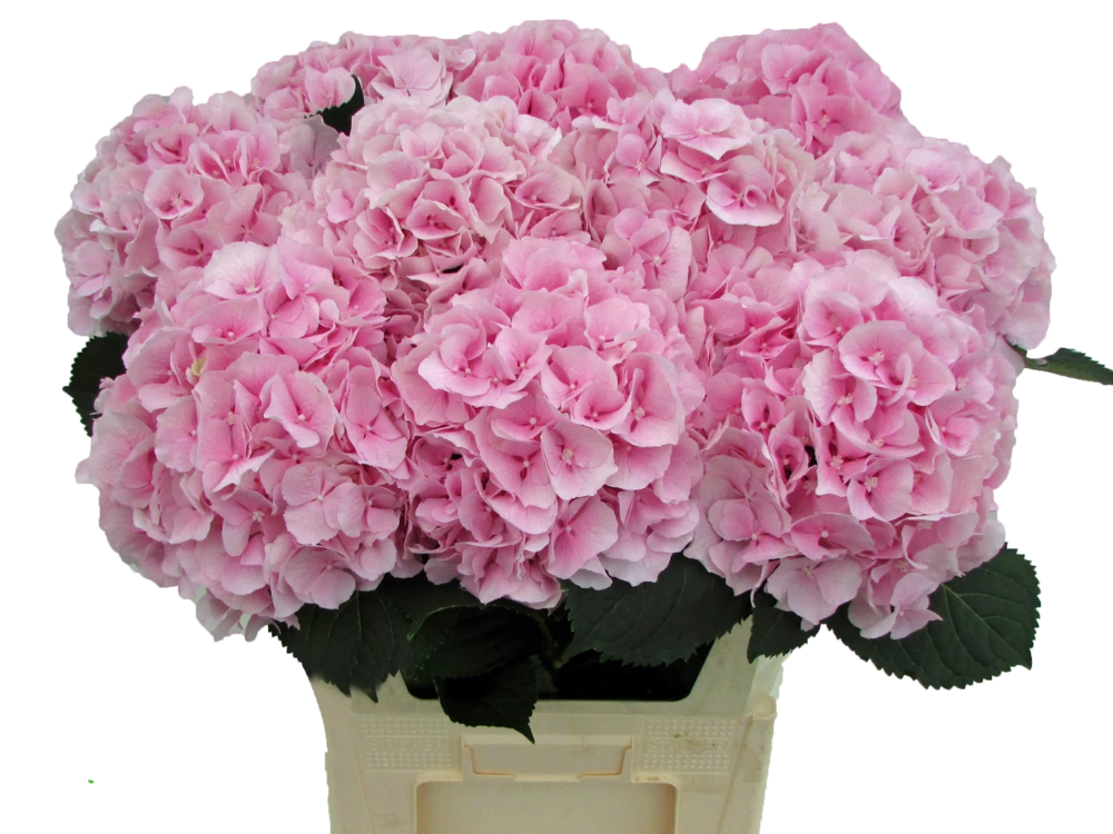 Verena, roze 80cm