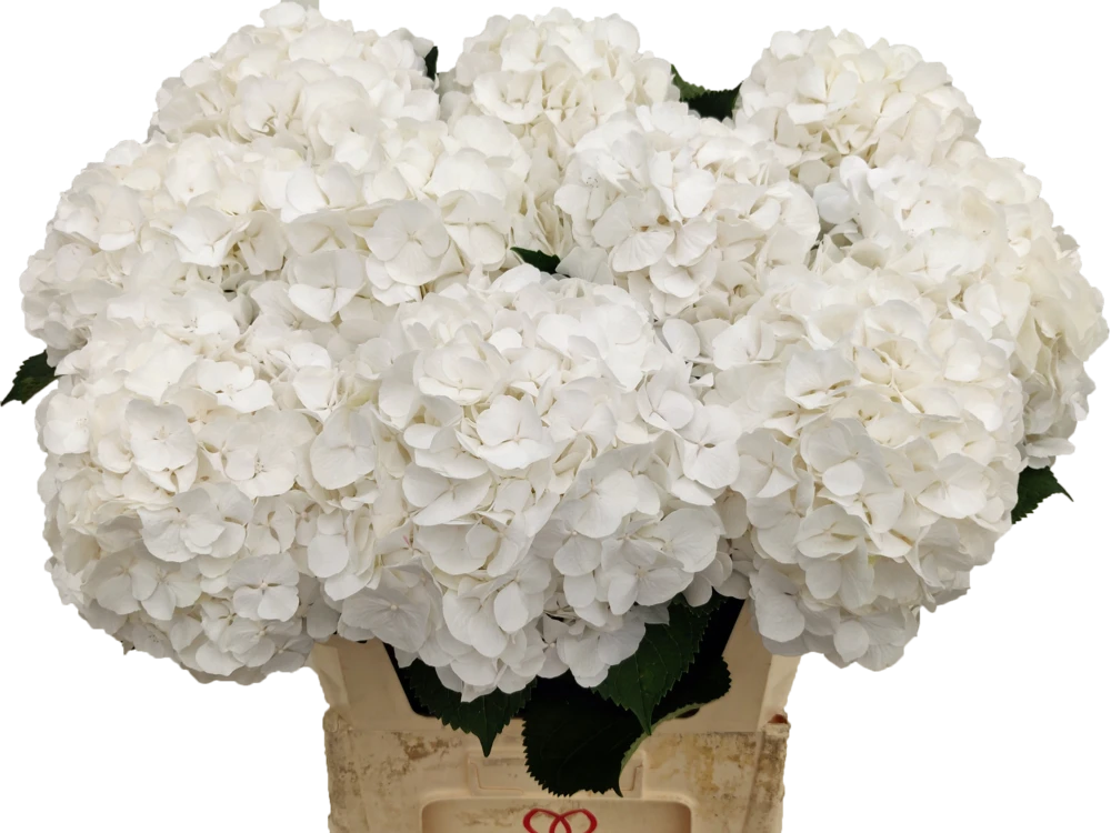 White verena 80cm,