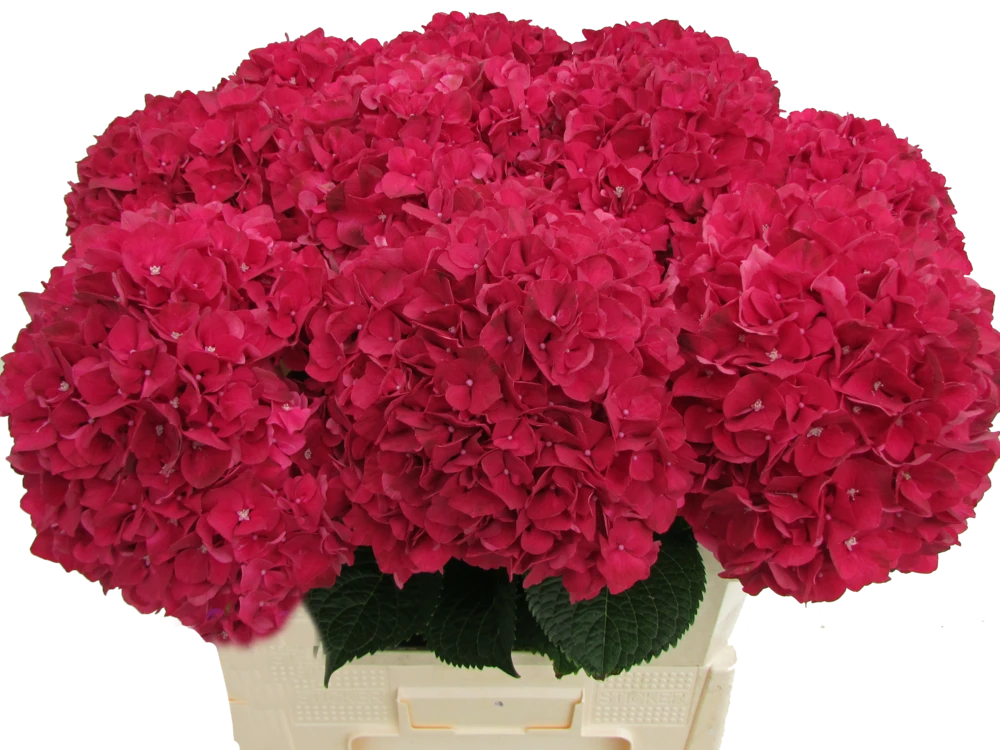 Ruby Red