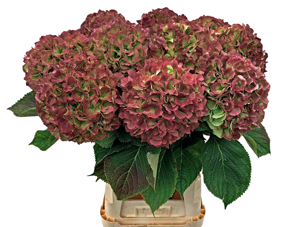 Verena Pink Classic