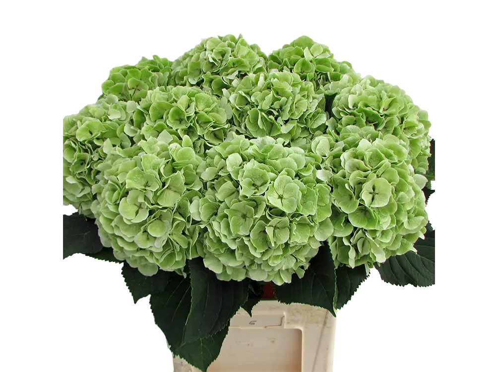 Verena Green Classic
