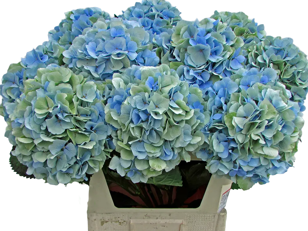 Verena Blue-Green Classic