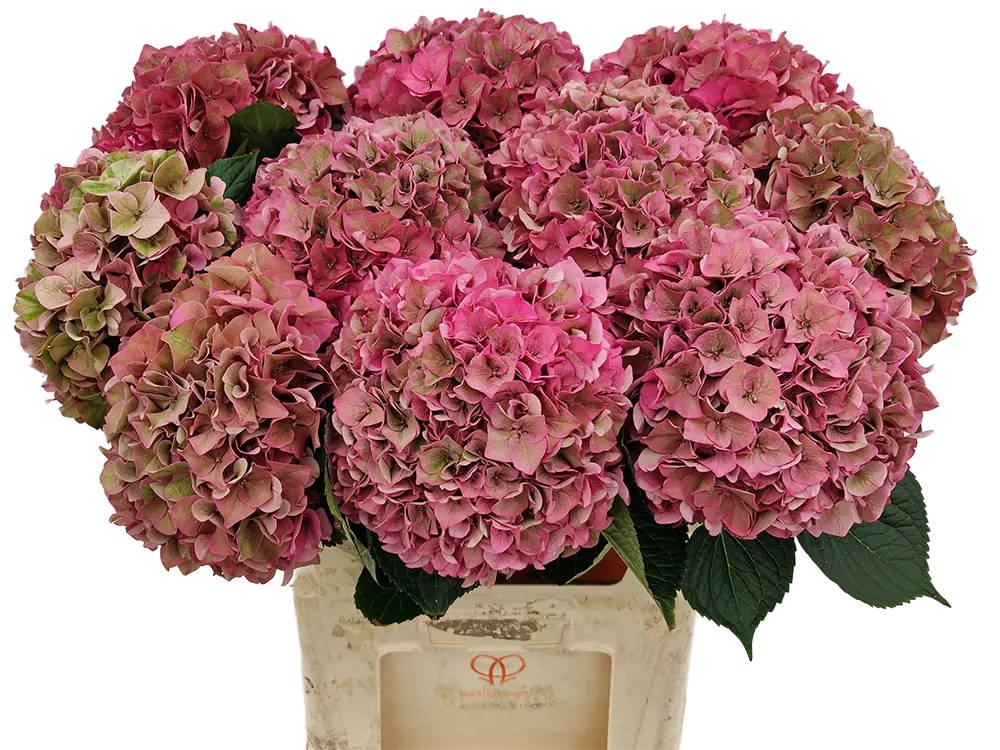 Rodeo “Old Pink”