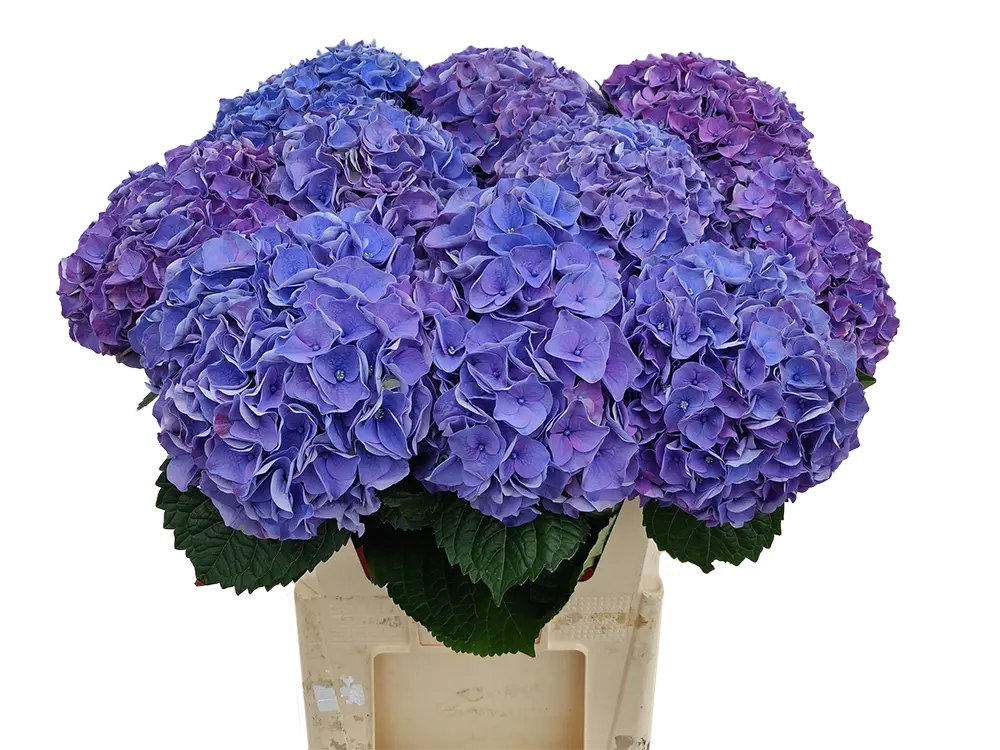 Riviera Purple