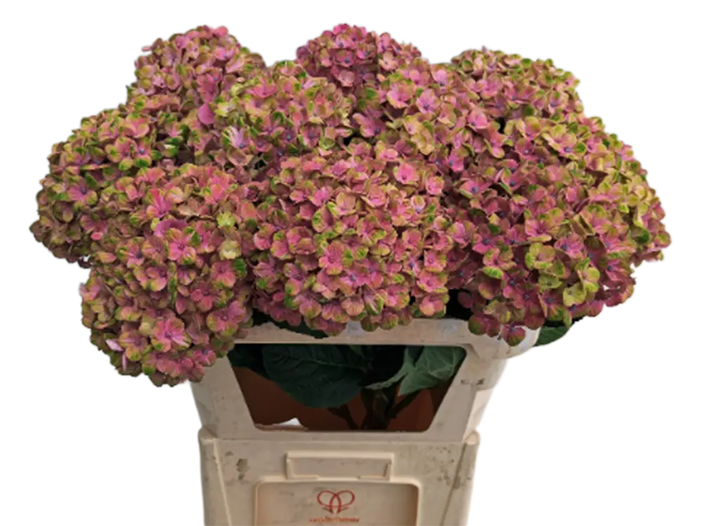 Coral Pink