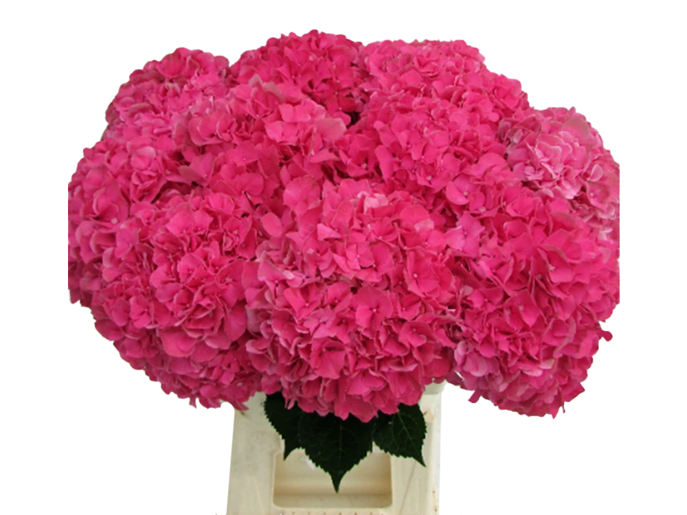 Rodeo Pink