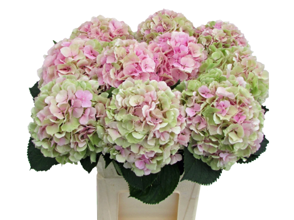 Verena Pink-Green Classic