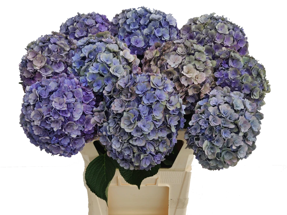 Anastasia Purple-Green Classic