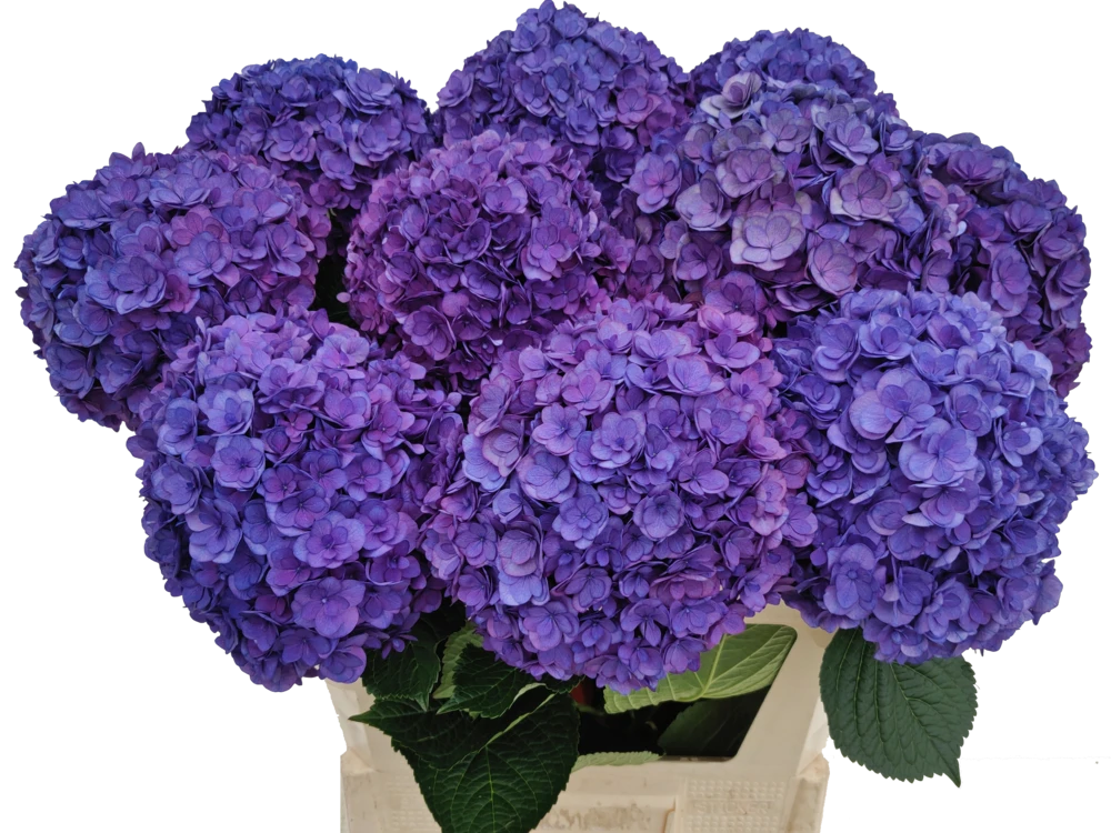 Anastasia Purple