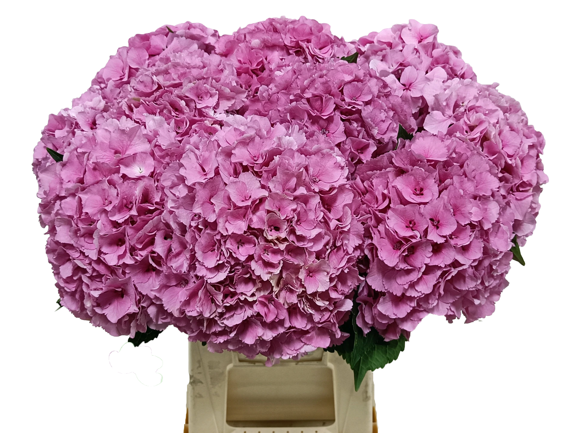 Parade Pink