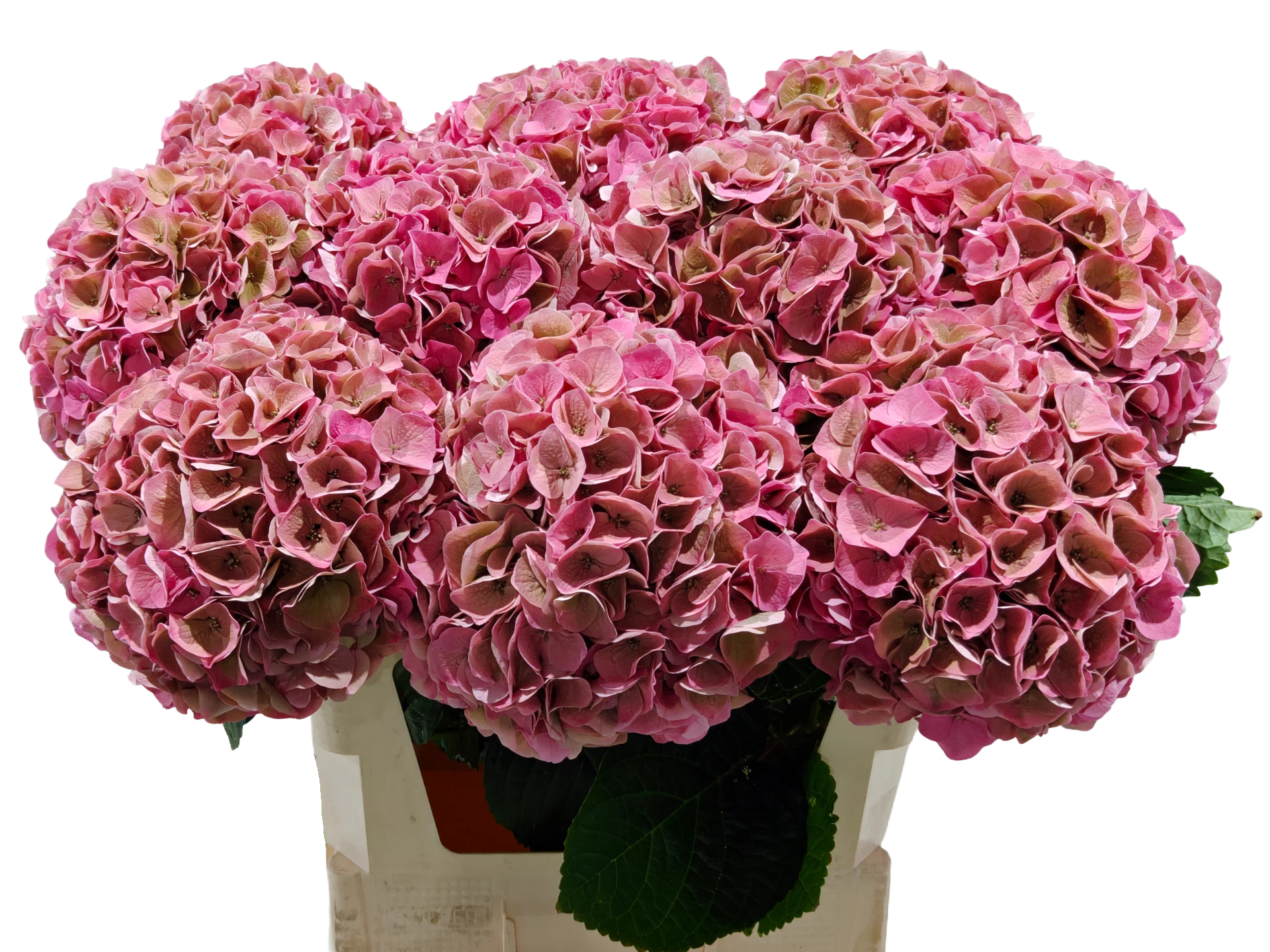 Riviera “Old Pink”