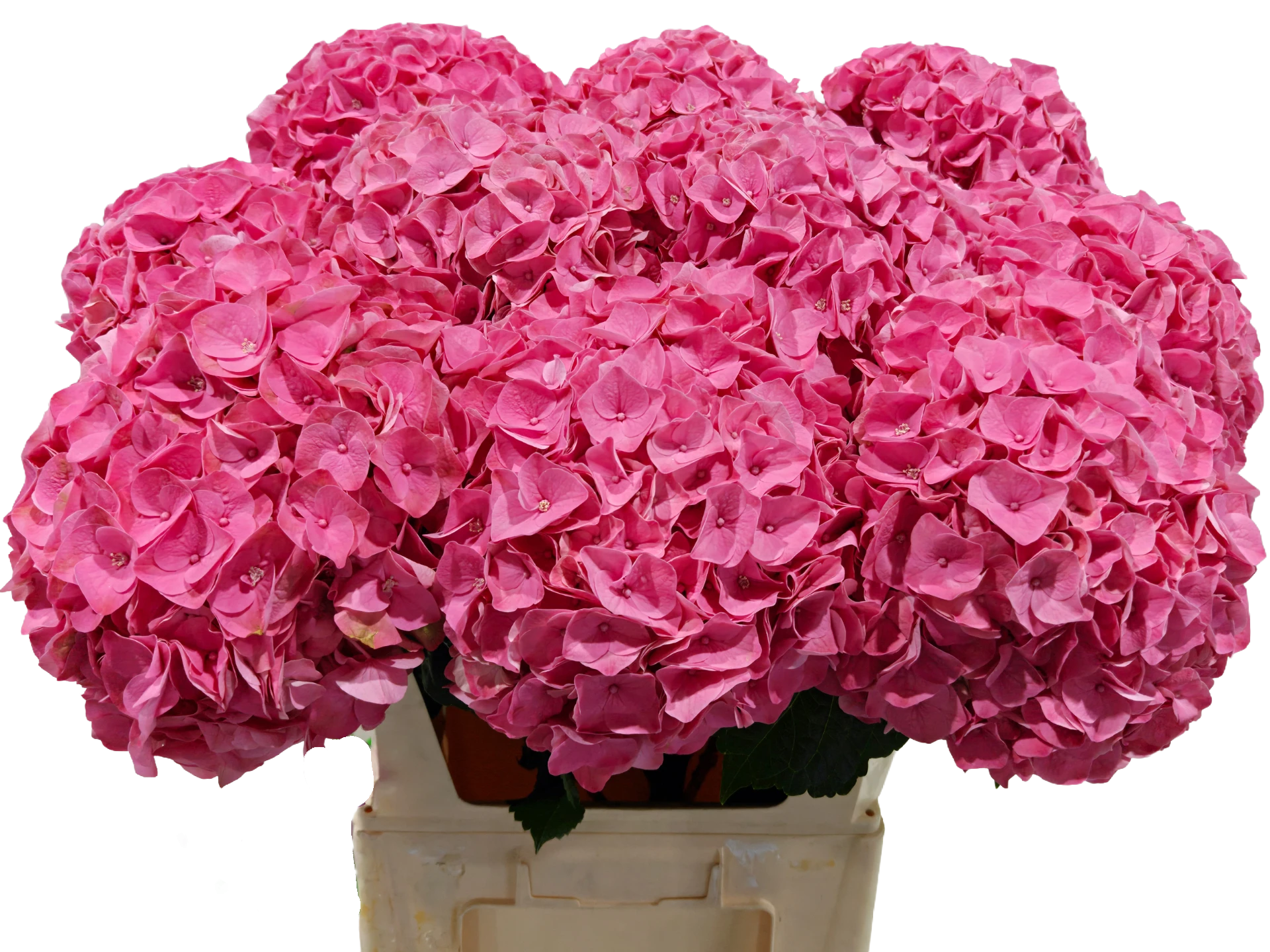 Riviera Pink