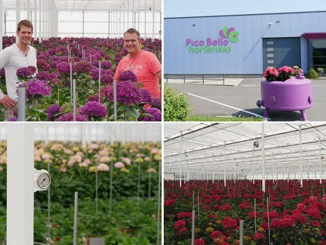 Nieuwe kwekerij van Pico Bello Hortensia in Bleiswijk Nieuwe kwekerij van Pico Bello Hortensia in Bleiswijk