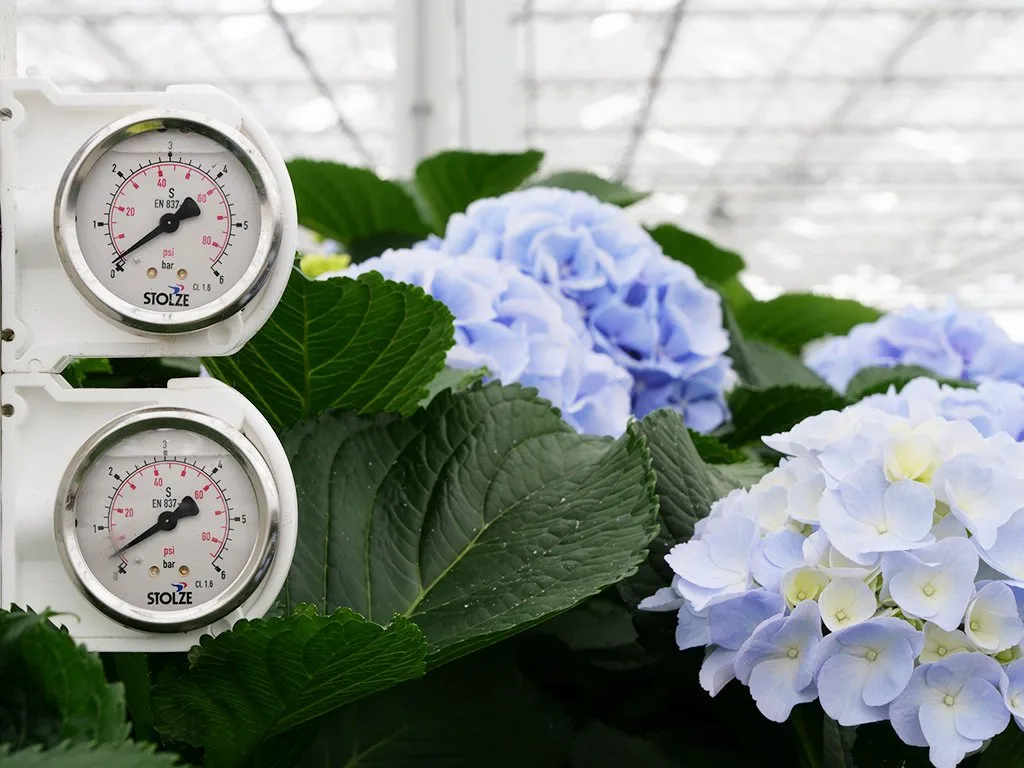 Nieuwe kas van Pico Bello Hortensia in Berkel en Rodenrijs Nieuwe kas van Pico Bello Hortensia in Berkel en Rodenrijs