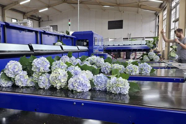 Danny Kouwenhoven bost gesorteerde hortensia’s Danny Kouwenhoven bost gesorteerde hortensia’s