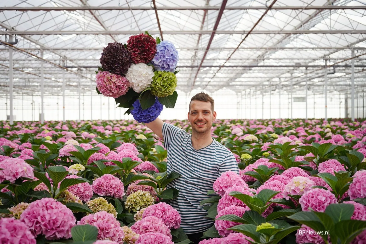 Snijhortensia’s in de kas van Pico Bello Hortensia Snijhortensia’s in de kas van Pico Bello Hortensia