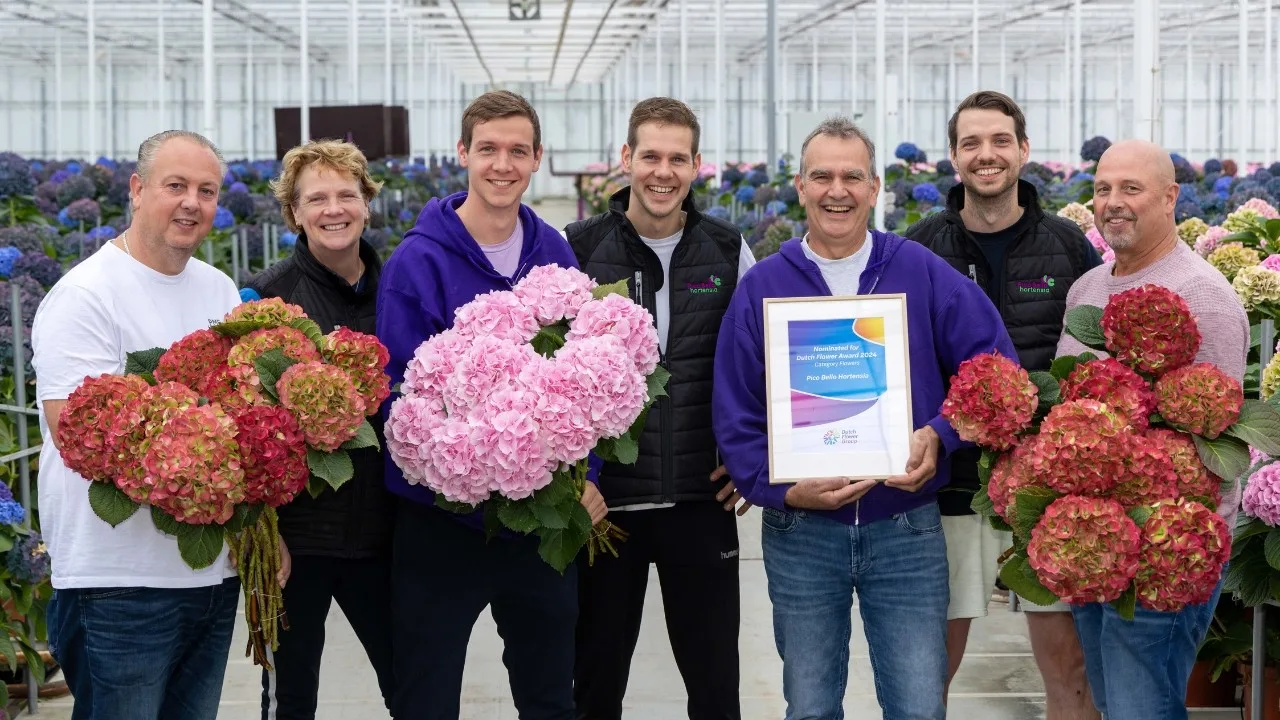 Pico Bello Hortensia genomineerd voor de Dutch Flower Awards 2024 Pico Bello Hortensia genomineerd voor de Dutch Flower Awards 2024