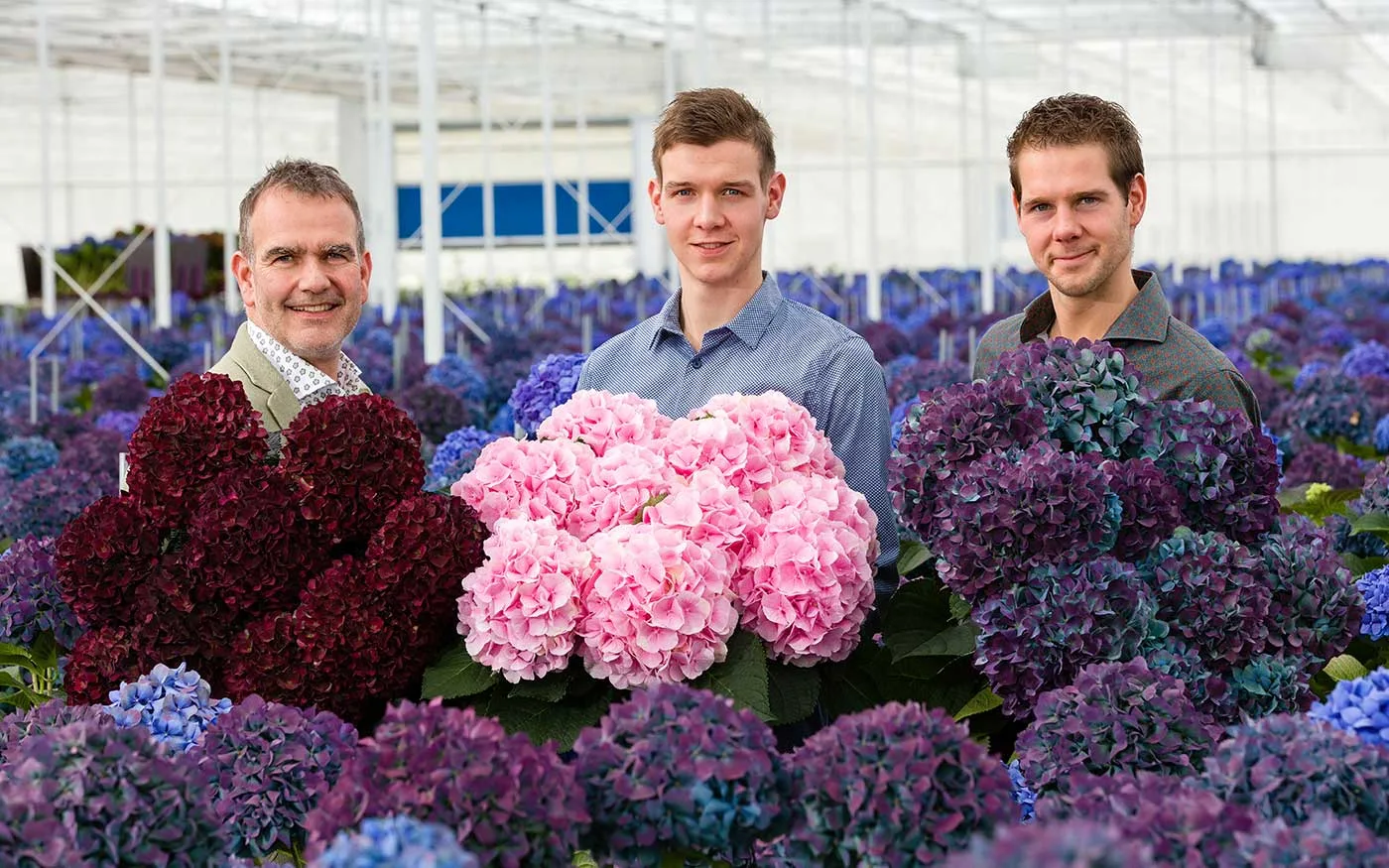 Hortensiakwekerij Pico Bello Hortensia in Bleiswijk Hortensiakwekerij Pico Bello Hortensia in Bleiswijk