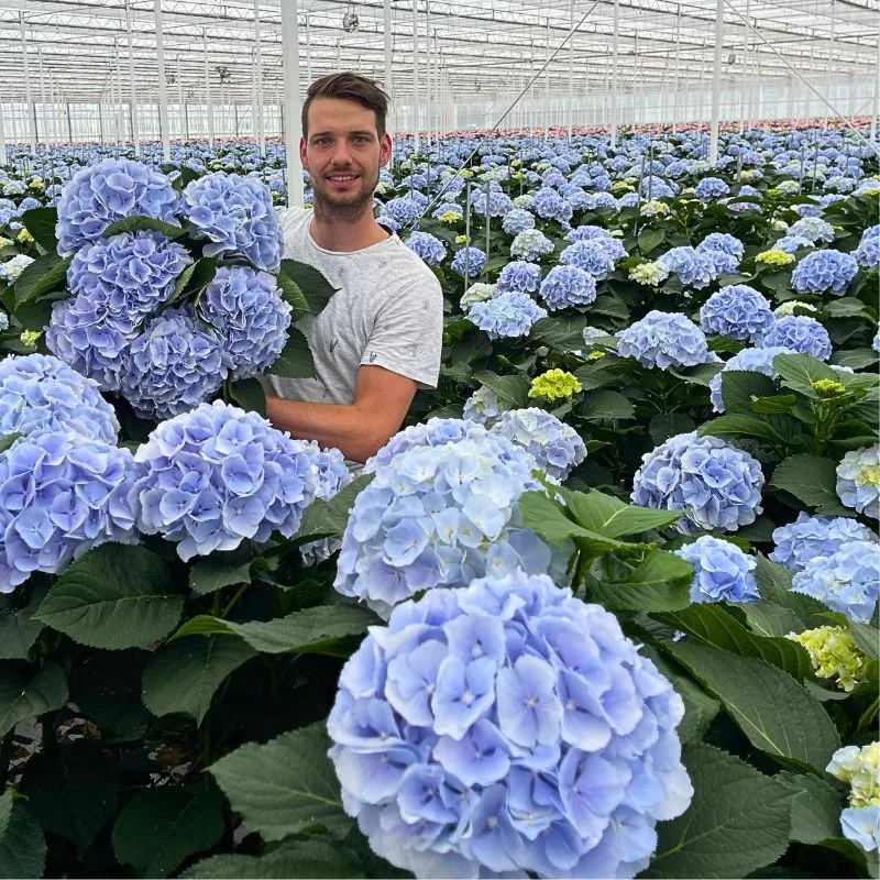 Pico Bello Hortensia op OZ Export Kweker van Pico Bello Hortensia met blauwe hortensia in de kas