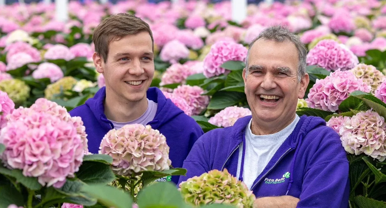 Pico Bello Hortensia op Thursd Pico Bello Hortensia op Thursd